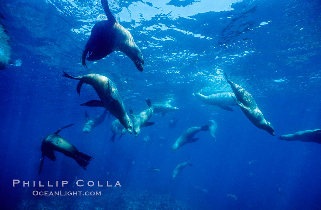 California sea lions, socializing/resting, Webster Point rookery, Santa Barbara Island, Channel Islands National Marine Sanctuary. USA, Zalophus californianus, natural history stock photograph, photo id 06289