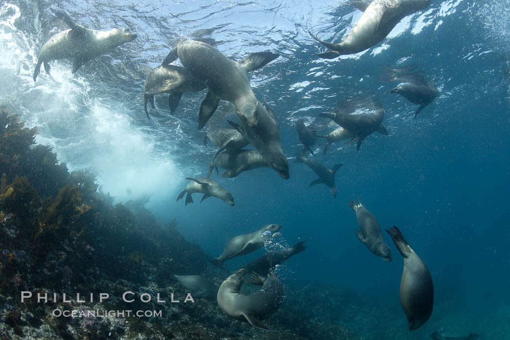 California sea lions, underwater at Santa Barbara Island.  Santa Barbara Island, 38 miles off the coast of southern California, is part of the Channel Islands National Marine Sanctuary and Channel Islands National Park.  It is home to a large population of sea lions. USA, Zalophus californianus, natural history stock photograph, photo id 23437