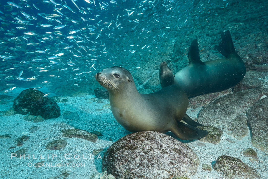 California sea lions and school of sardines underwater, Baja California, Sea of Cortez. Mexico, Zalophus californianus, natural history stock photograph, photo id 31236