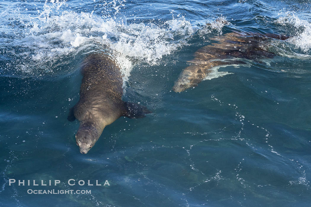 California sea lions body surfing on large waves, shorebreak, La Jolla., Zalophus californianus, natural history stock photograph, photo id 37536