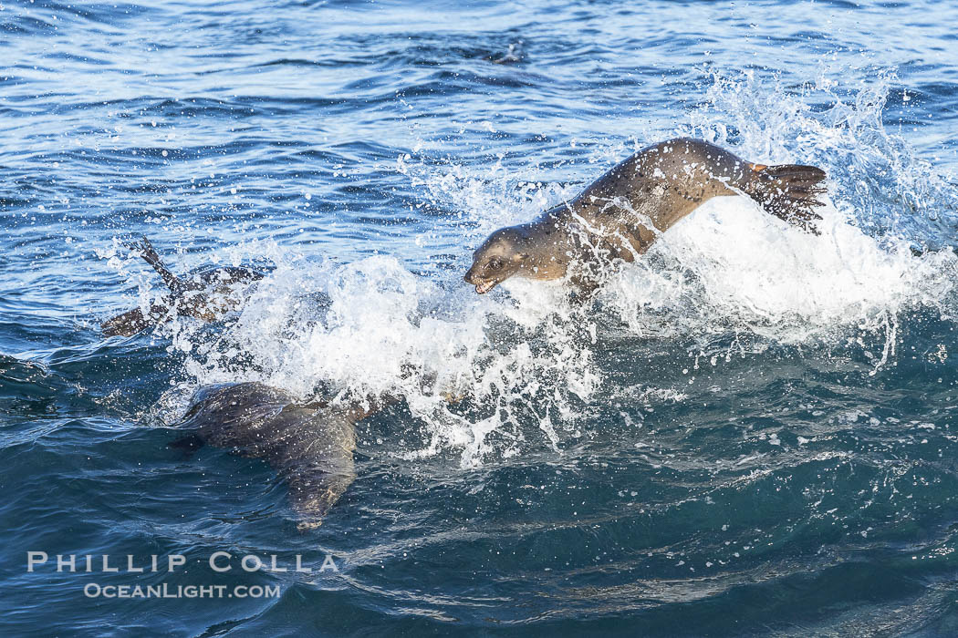 California sea lions body surfing on large waves, shorebreak, La Jolla., Zalophus californianus, natural history stock photograph, photo id 37537