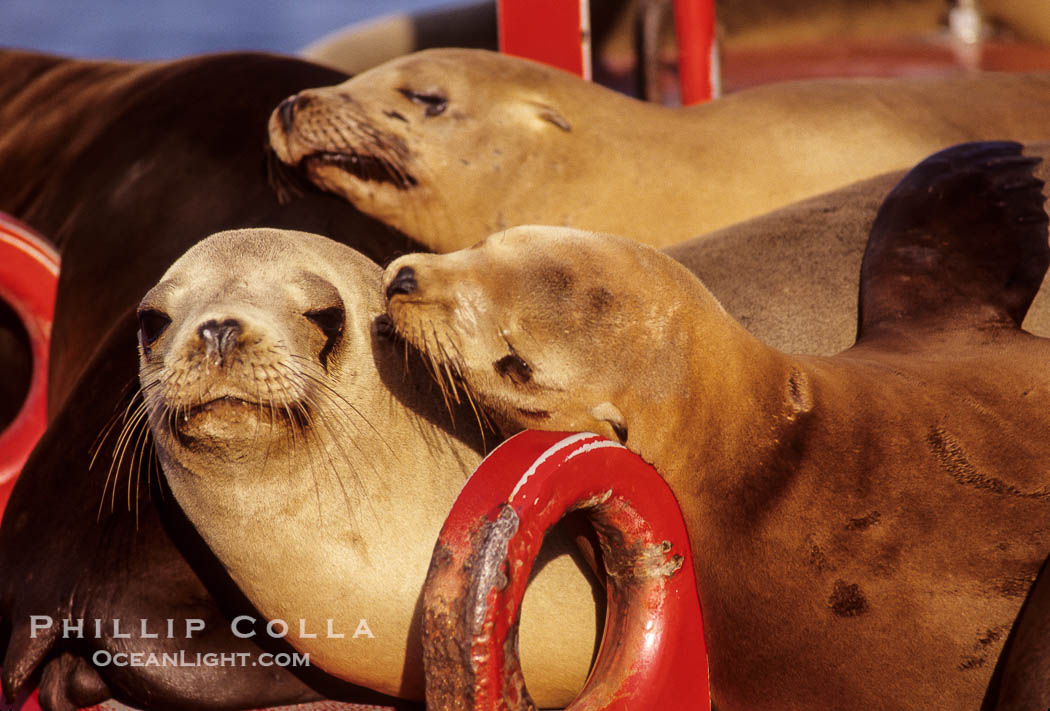 California sea lions hauled out on buoy., Zalophus californianus, natural history stock photograph, photo id 02916