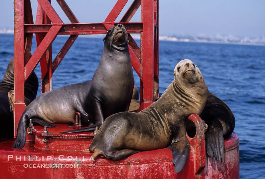 California sea lions hauled out on navigation buoy., Zalophus californianus, natural history stock photograph, photo id 03251