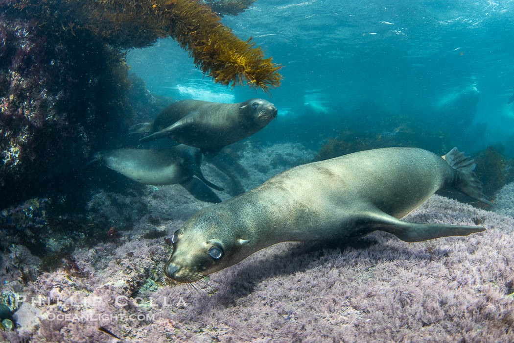 California sea lions underwater, Coronado Islands, Baja California, Mexico. Coronado Islands (Islas Coronado), Zalophus californianus, natural history stock photograph, photo id 39764