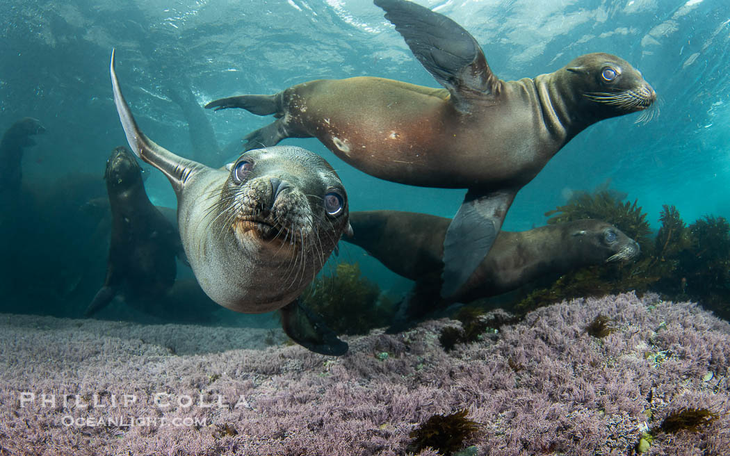 California sea lions playing underwater, socializing at North Coronado Island, Baja California, Mexico., Zalophus californianus, natural history stock photograph, photo id 39768