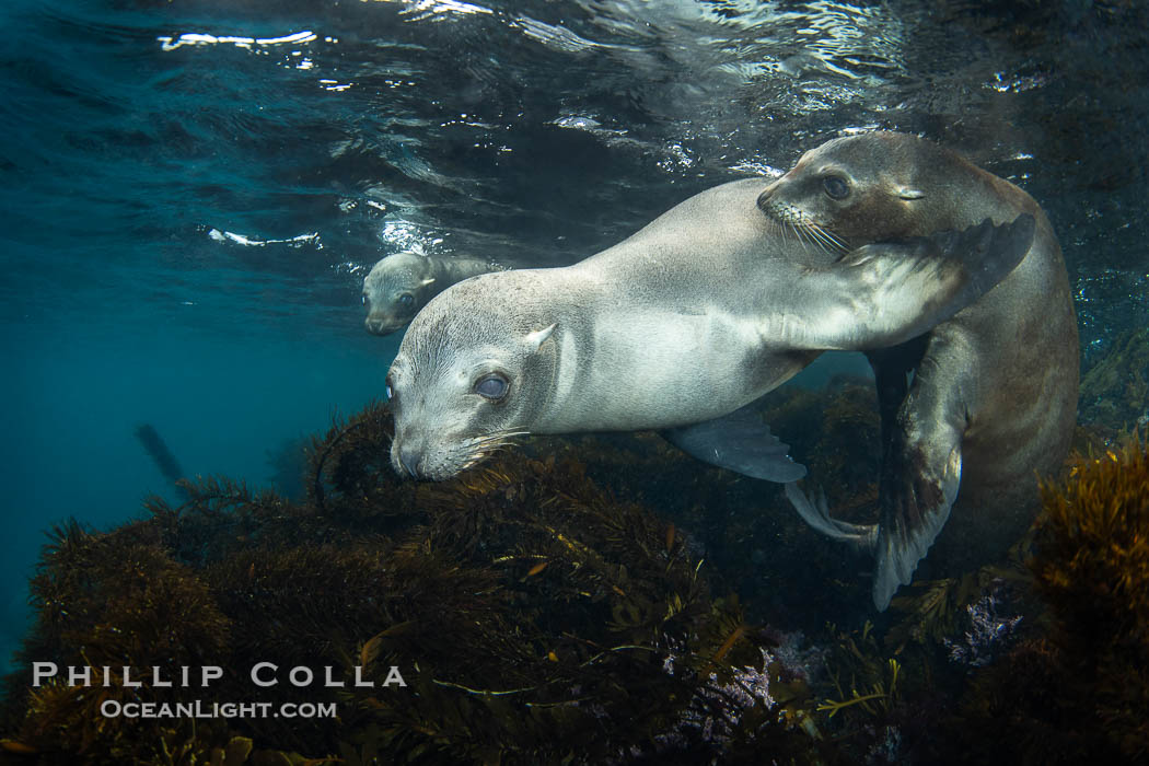 California sea lions playing underwater, socializing at North Coronado Island, Baja California, Mexico., Zalophus californianus, natural history stock photograph, photo id 39769