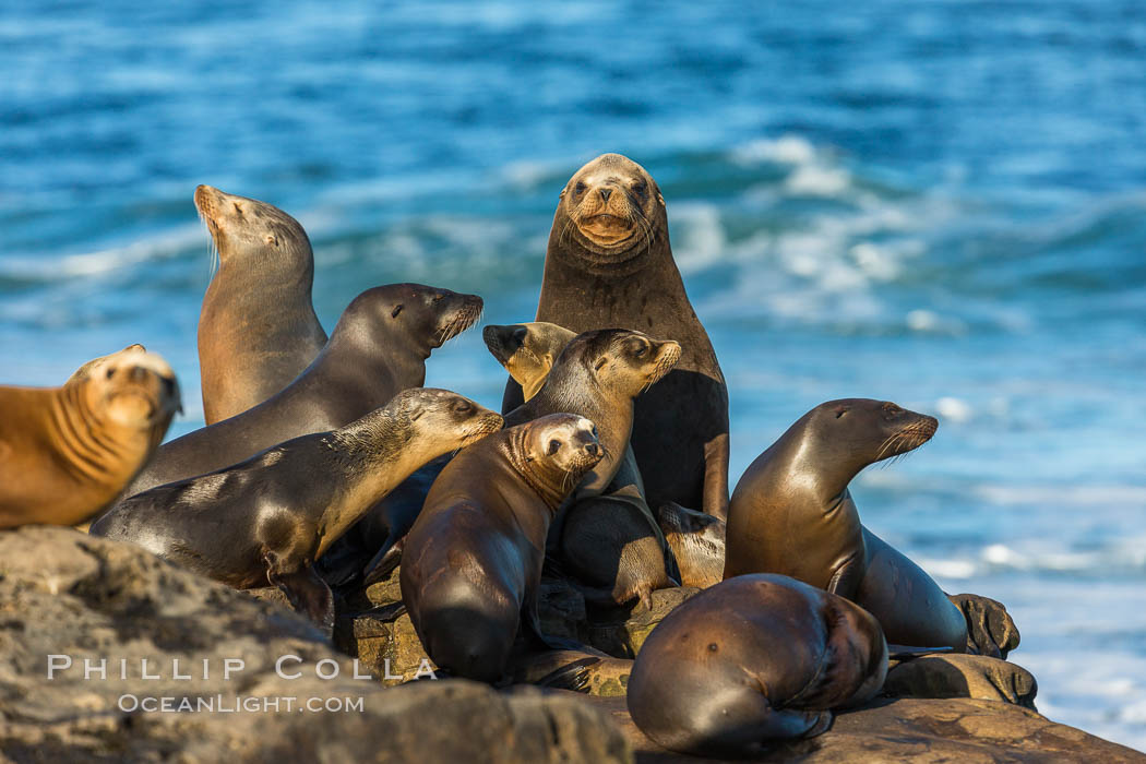 California sea lions, La Jolla. USA, Zalophus californianus, natural history stock photograph, photo id 34296