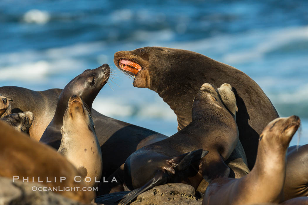 California sea lions, La Jolla. USA, Zalophus californianus, natural history stock photograph, photo id 34308