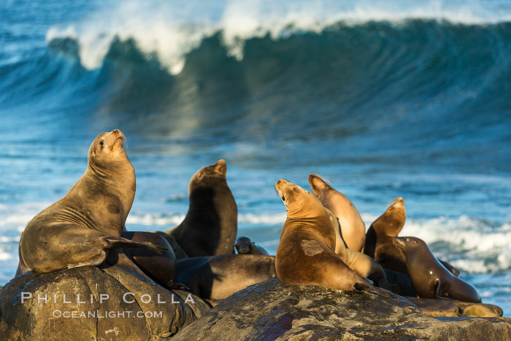 California sea lions, La Jolla. USA, Zalophus californianus, natural history stock photograph, photo id 34275