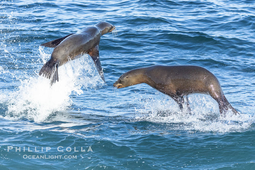California sea lions bodysurfing and leaping way out of the water, in La Jolla at Boomer Beach. USA, natural history stock photograph, photo id 39020