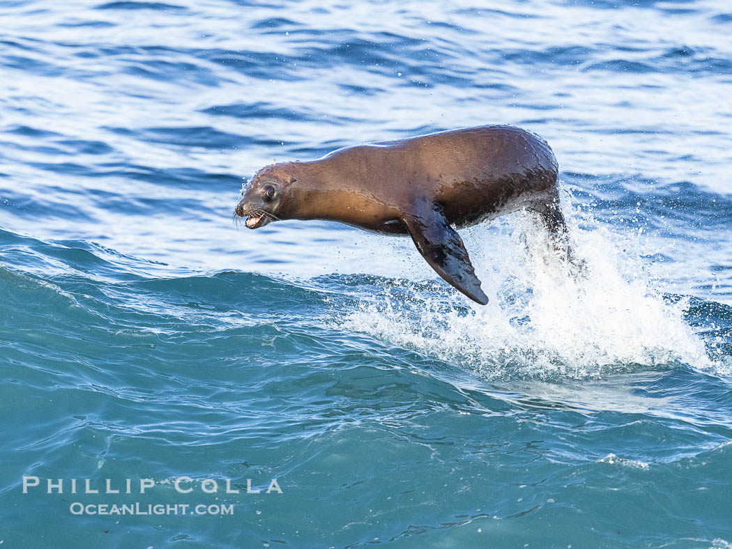 A California sea lions leaps high out of the water, jumping clear of a wave while bodysurfing at Boomer Beach in La Jolla. USA, natural history stock photograph, photo id 39016