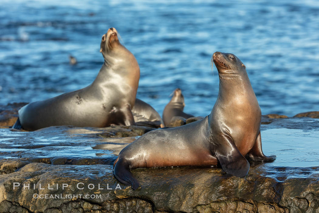 California Sea Lions on Point La Jolla, San Diego, California. USA, Zalophus californianus, natural history stock photograph, photo id 36573