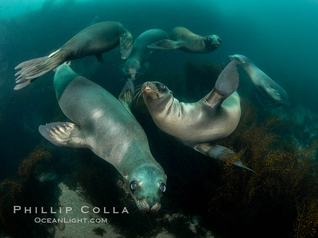 California Sea Lions Underwater, Coronado Islands, Baja California, Mexico. Coronado Islands (Islas Coronado), Zalophus californianus, natural history stock photograph, photo id 36534