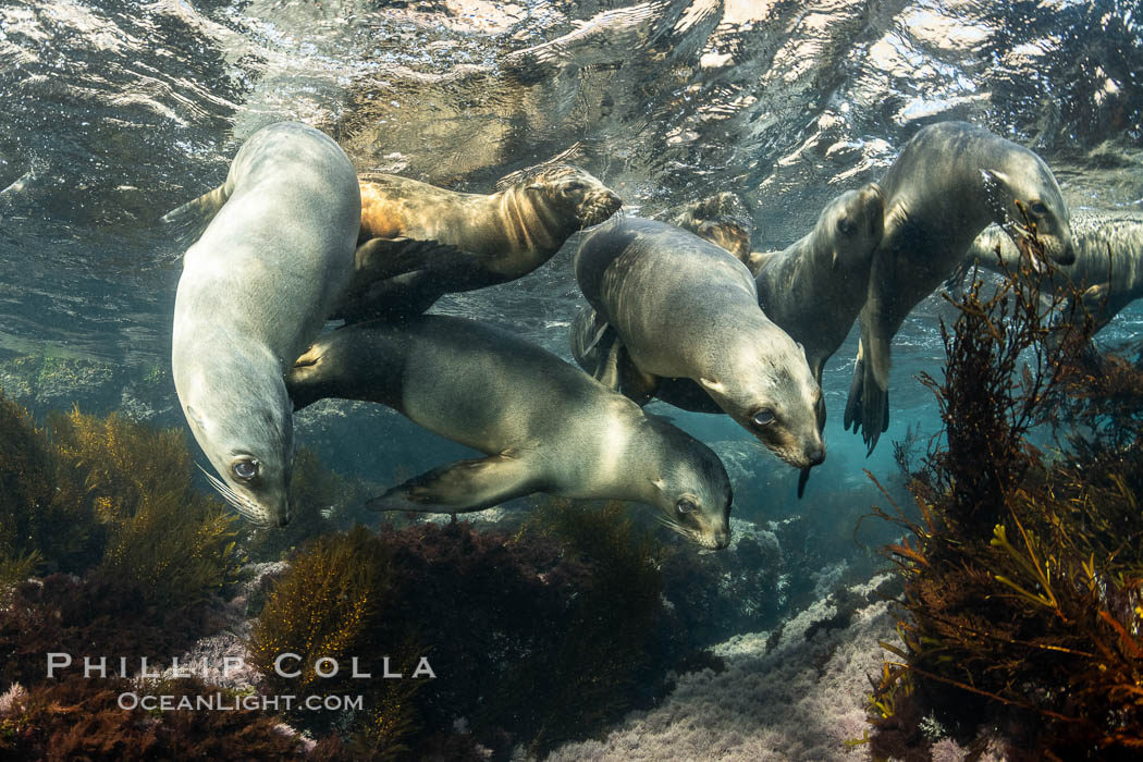 California Sea Lions Underwater, Coronado Islands, Baja California, Mexico. Coronado Islands (Islas Coronado), Zalophus californianus, natural history stock photograph, photo id 36492