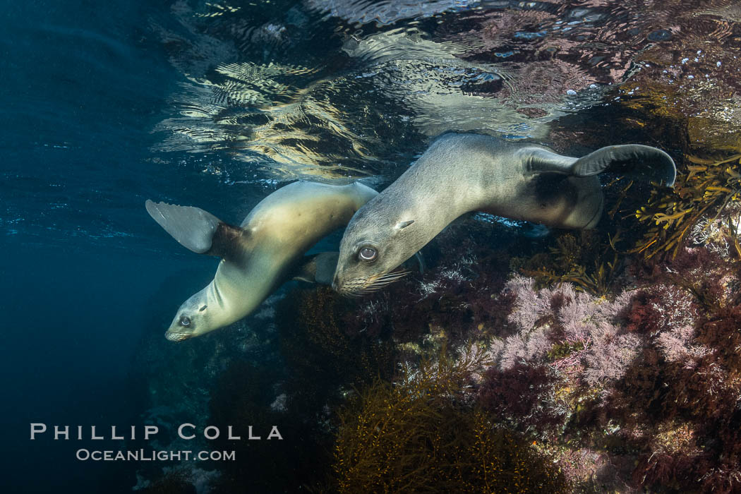 California Sea Lions Underwater, Coronado Islands, Baja California, Mexico. Coronado Islands (Islas Coronado), Zalophus californianus, natural history stock photograph, photo id 36479