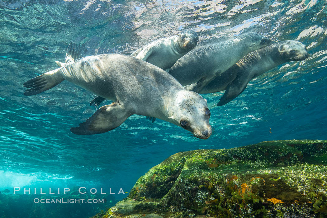 California sea lions underwater, Coronados Islands, Baja California, Mexico. Coronado Islands (Islas Coronado), Zalophus californianus, natural history stock photograph, photo id 34586