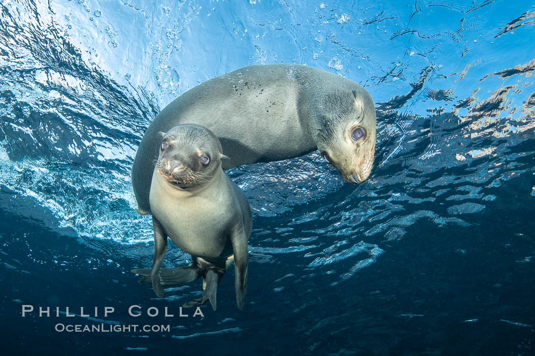 California sea lions underwater, Coronados Islands, Baja California, Mexico. Coronado Islands (Islas Coronado), Zalophus californianus, natural history stock photograph, photo id 34575