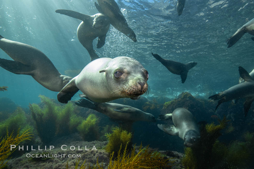 California sea lions underwater, Coronados Islands, Baja California, Mexico. Coronado Islands (Islas Coronado), Zalophus californianus, natural history stock photograph, photo id 34579