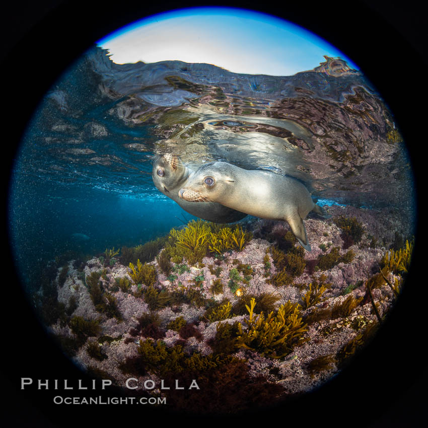 California sea lions underwater, Coronados Islands, Baja California, Mexico. Coronado Islands (Islas Coronado), Zalophus californianus, natural history stock photograph, photo id 34581