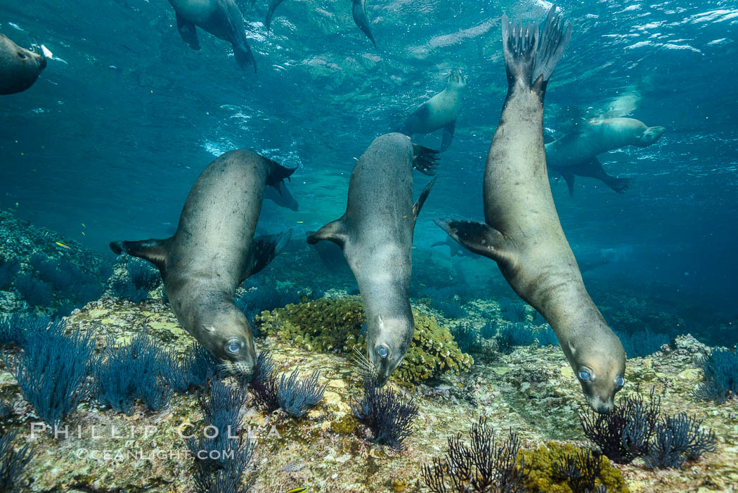 California sea lions underwater, Sea of Cortez, Mexico. Baja California, Zalophus californianus, natural history stock photograph, photo id 31205