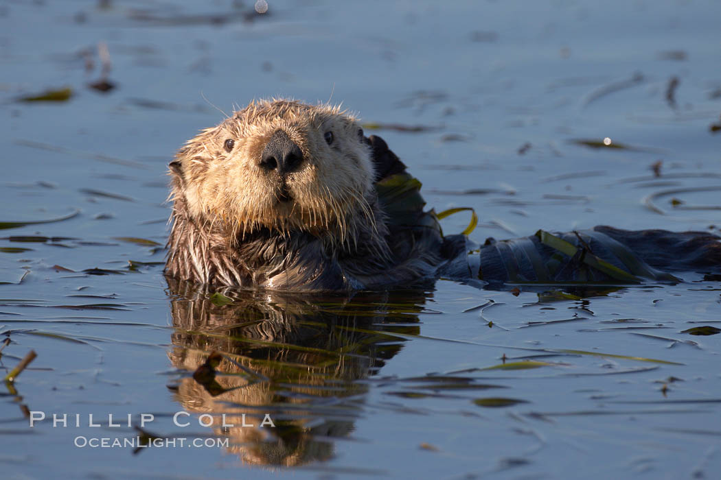 A sea otter, resting and floating on its back, in Elkhorn Slough. Elkhorn Slough National Estuarine Research Reserve, Moss Landing, California, USA, Enhydra lutris, natural history stock photograph, photo id 21714