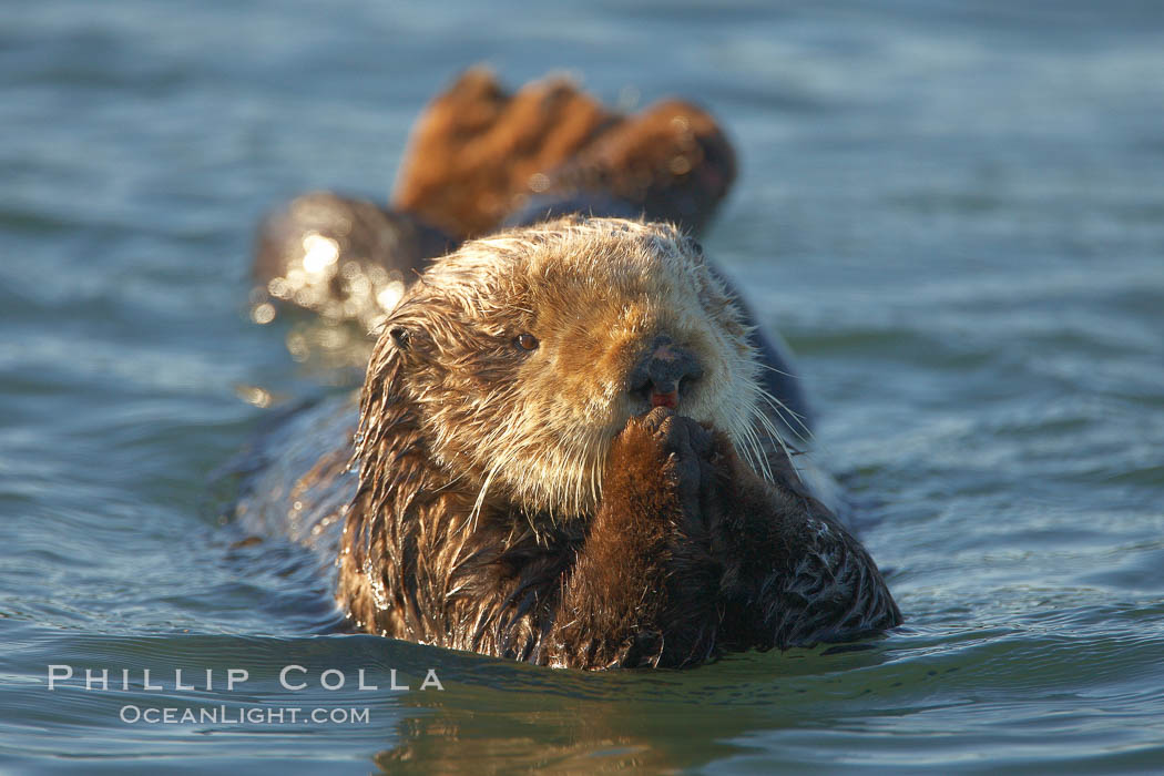 A sea otter resting, holding its paws out of the water to keep them warm and conserve body heat as it floats in cold ocean water. Elkhorn Slough National Estuarine Research Reserve, Moss Landing, California, USA, Enhydra lutris, natural history stock photograph, photo id 21722