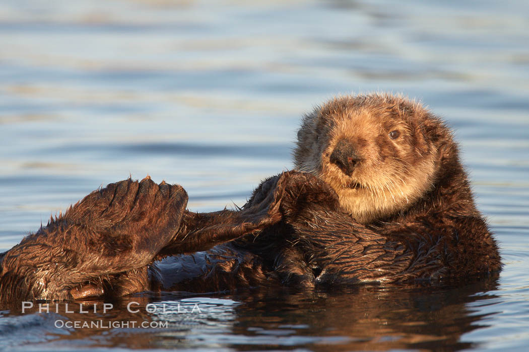 A sea otter, resting on its back, holding its paw out of the water for warmth.  While the sea otter has extremely dense fur on its body, the fur is less dense on its head, arms and paws so it will hold these out of the cold water to conserve body heat. Elkhorn Slough National Estuarine Research Reserve, Moss Landing, California, USA, Enhydra lutris, natural history stock photograph, photo id 21704