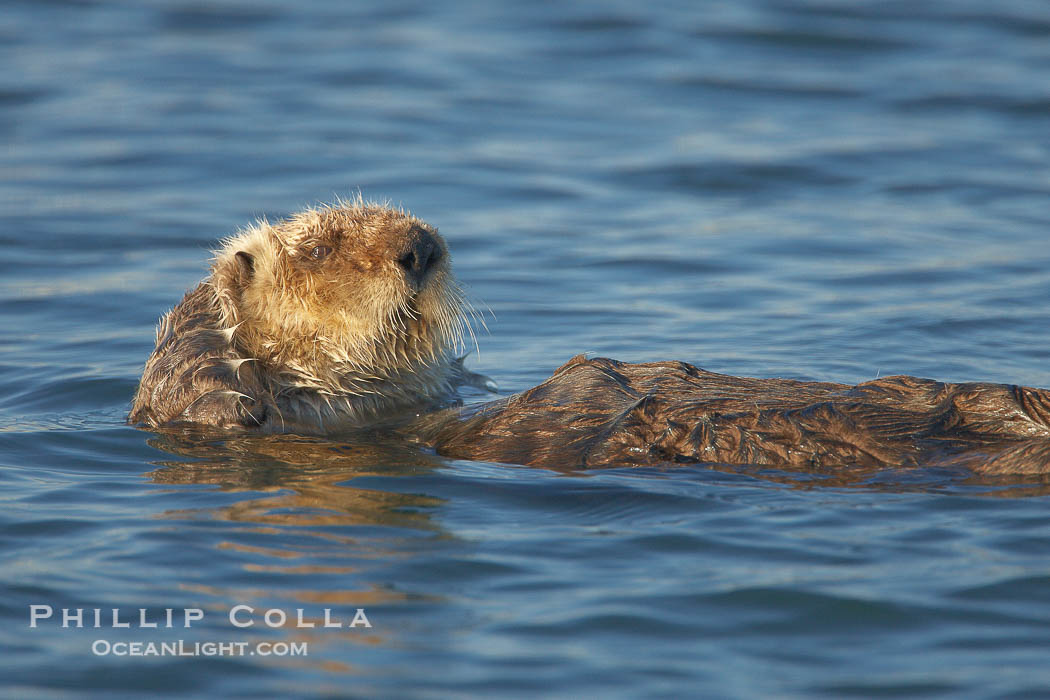 A sea otter, resting on its back, grooms the fur on its head.  A sea otter depends on its fur to keep it warm and afloat, and must groom its fur frequently., Enhydra lutris, natural history stock photograph, photo id 21720