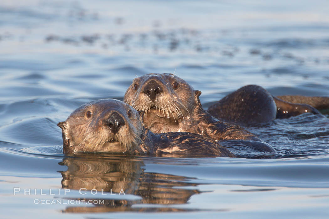 Two sea otters eye the photographer.0. Elkhorn Slough National Estuarine Research Reserve, Moss Landing, California, USA, Enhydra lutris, natural history stock photograph, photo id 21703