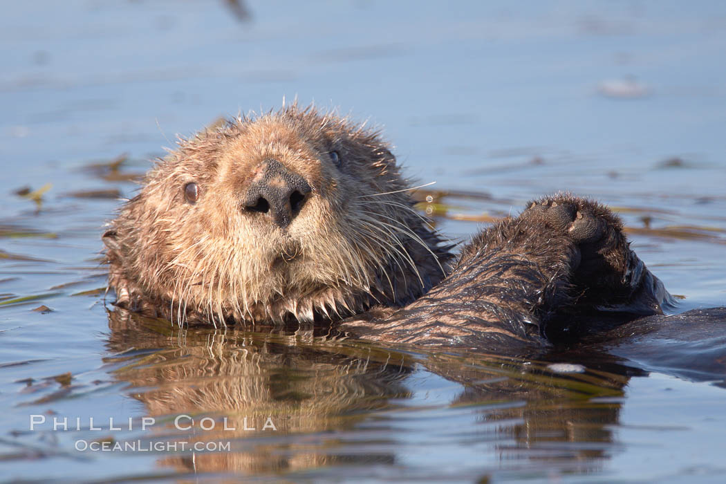 A sea otter, resting on its back, holding its paw out of the water for warmth.  While the sea otter has extremely dense fur on its body, the fur is less dense on its head, arms and paws so it will hold these out of the cold water to conserve body heat. Elkhorn Slough National Estuarine Research Reserve, Moss Landing, California, USA, Enhydra lutris, natural history stock photograph, photo id 21711