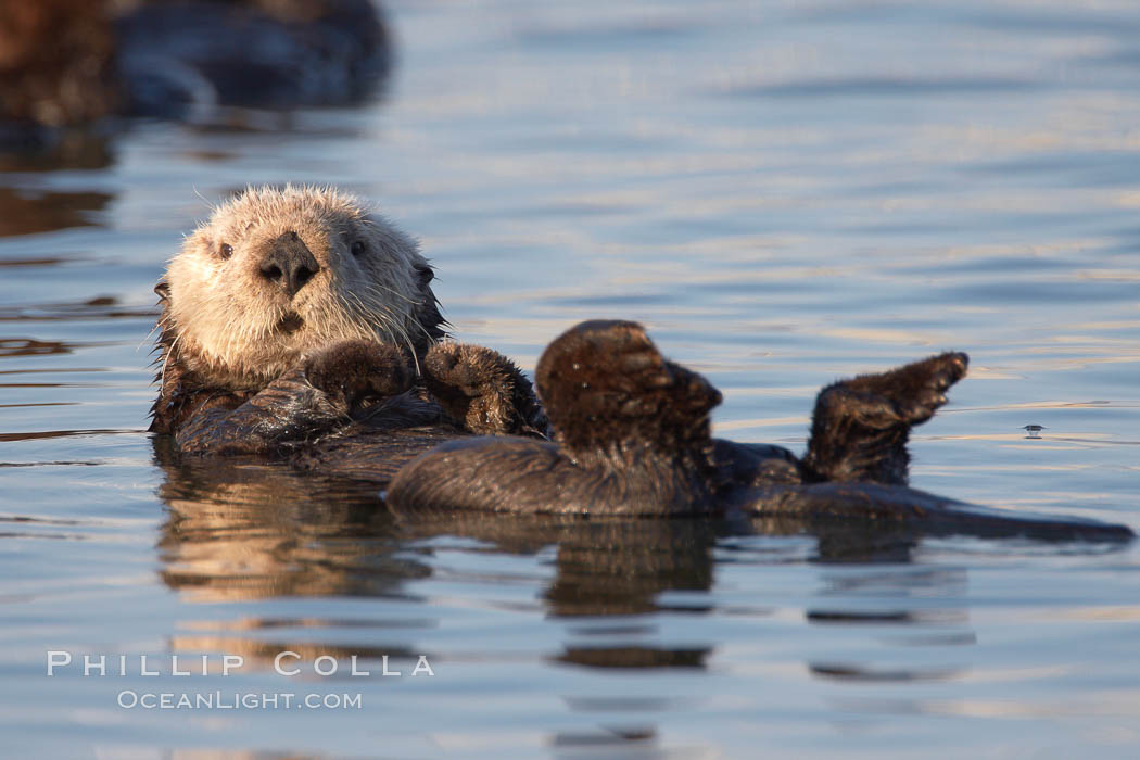 A sea otter resting, holding its paws out of the water to keep them warm and conserve body heat as it floats in cold ocean water. Elkhorn Slough National Estuarine Research Reserve, Moss Landing, California, USA, Enhydra lutris, natural history stock photograph, photo id 21701