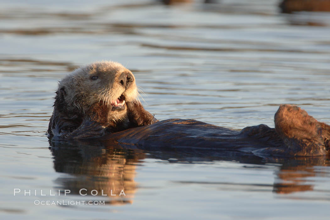 A sea otter resting, holding its paws out of the water to keep them warm and conserve body heat as it floats in cold ocean water. Elkhorn Slough National Estuarine Research Reserve, Moss Landing, California, USA, Enhydra lutris, natural history stock photograph, photo id 21705