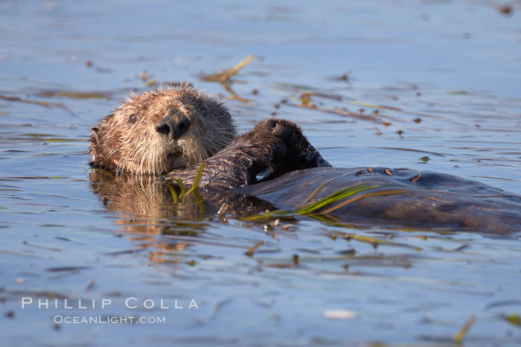 A sea otter, resting on its back, holding its paw out of the water for warmth.  While the sea otter has extremely dense fur on its body, the fur is less dense on its head, arms and paws so it will hold these out of the cold water to conserve body heat. Elkhorn Slough National Estuarine Research Reserve, Moss Landing, California, USA, Enhydra lutris, natural history stock photograph, photo id 21709