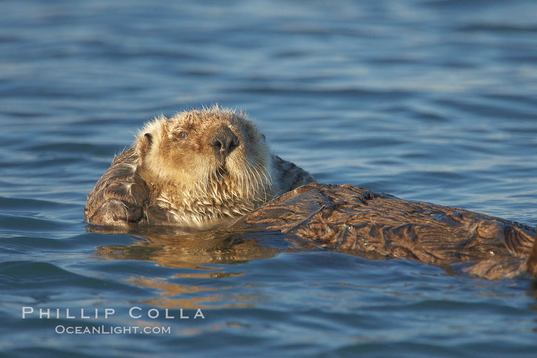 A sea otter, resting and floating on its back, in Elkhorn Slough. Elkhorn Slough National Estuarine Research Reserve, Moss Landing, California, USA, Enhydra lutris, natural history stock photograph, photo id 21721