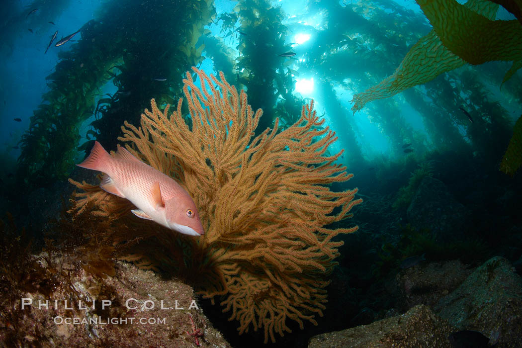 California sheephead and golden gorgonian, giant kelp forest filters sunlight in the background, underwater. Catalina Island, USA, Muricea californica, Semicossyphus pulcher, natural history stock photograph, photo id 23472