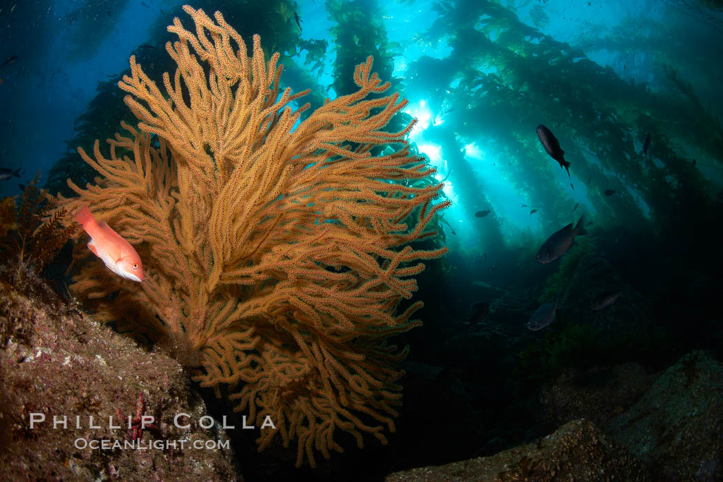 California sheephead and golden gorgonian, giant kelp forest filters sunlight in the background, underwater. Catalina Island, USA, Muricea californica, Semicossyphus pulcher, natural history stock photograph, photo id 23449