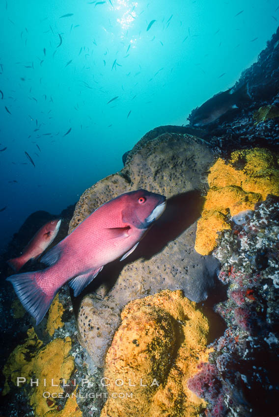 Sheephead and sulfur sponges, Roca Ben., Semicossyphus pulcher, natural history stock photograph, photo id 03734