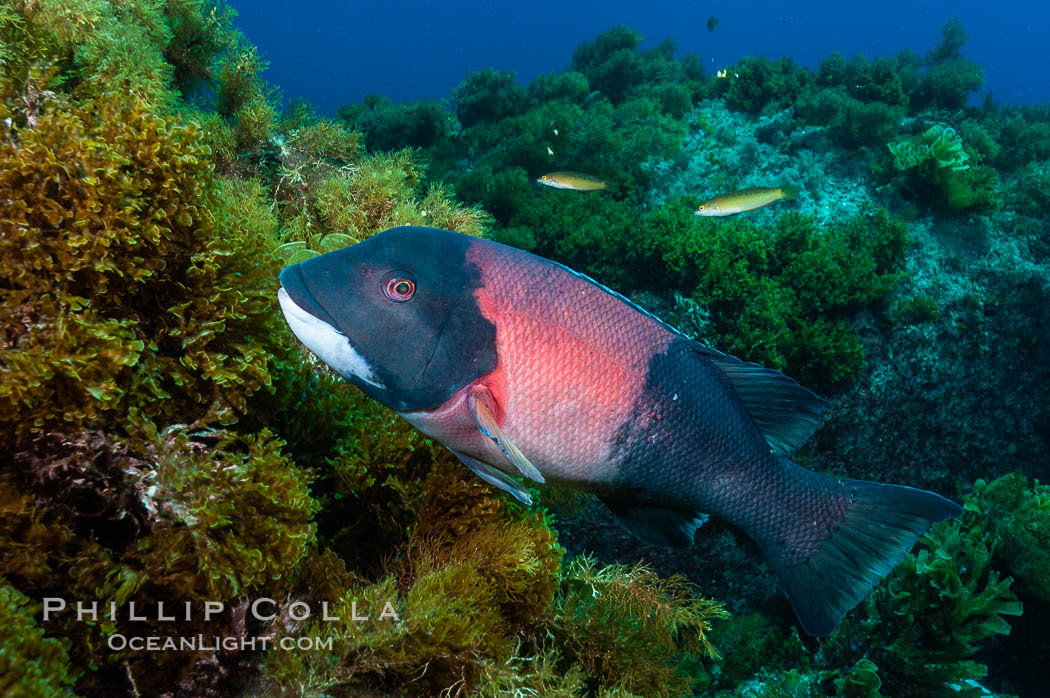 Sheephead wrasse, adult male coloration. Guadalupe Island (Isla Guadalupe), Baja California, Mexico, Semicossyphus pulcher, natural history stock photograph, photo id 09626