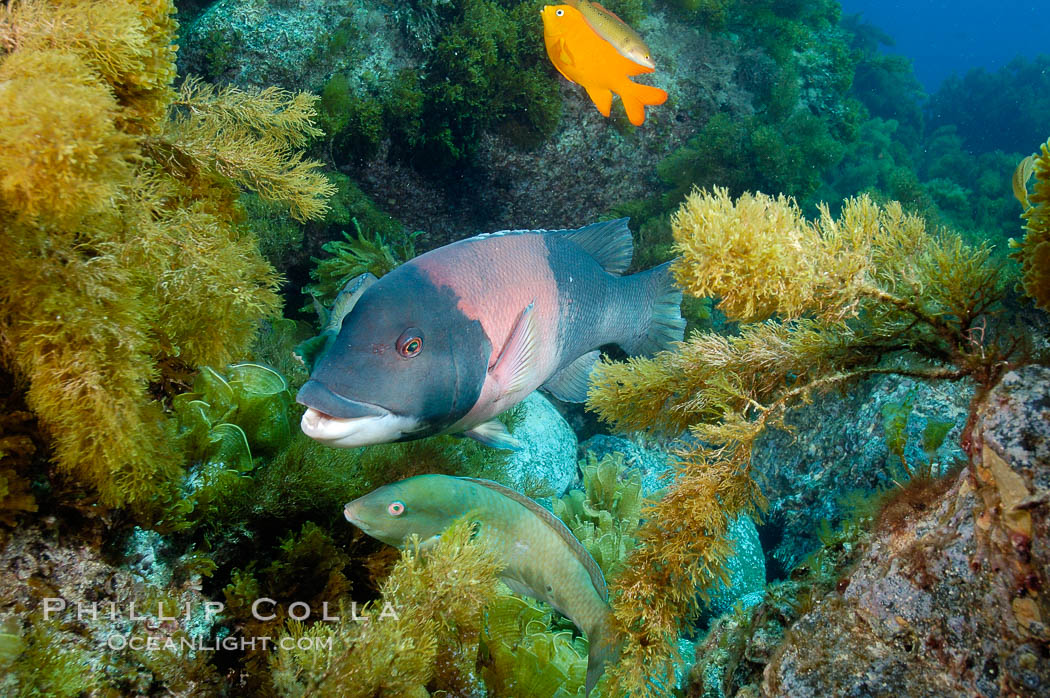 Sheephead wrasse, adult male coloration. Guadalupe Island (Isla Guadalupe), Baja California, Mexico, Semicossyphus pulcher, natural history stock photograph, photo id 09630