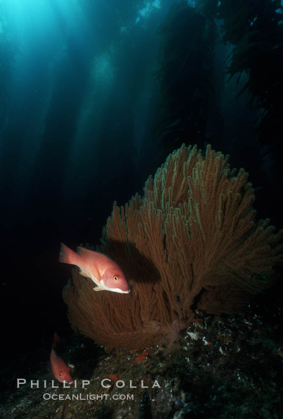 California sheephead, gorgonian. San Clemente Island, USA, Semicossyphus pulcher, natural history stock photograph, photo id 01124