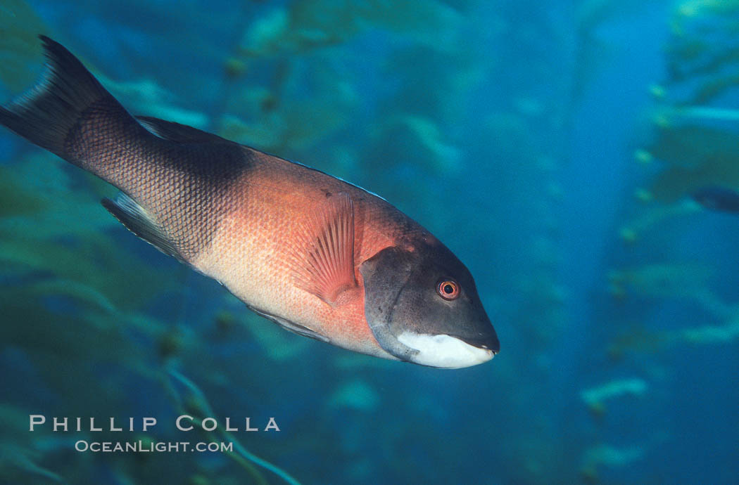 California sheephead, adult male. San Clemente Island, USA, Semicossyphus pulcher, natural history stock photograph, photo id 01936