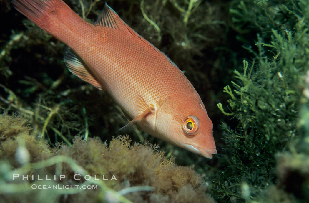 Juvenile sheephead, Farnsworth Banks. Catalina Island, California, USA, Semicossyphus pulcher, natural history stock photograph, photo id 05184