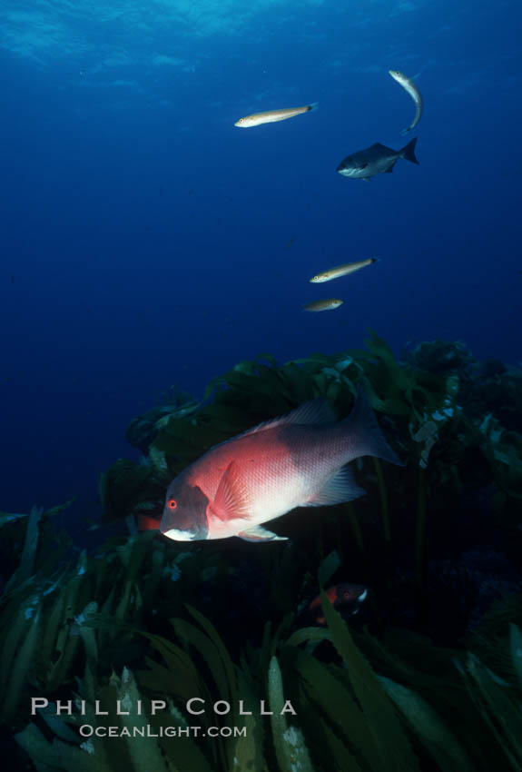 California sheephead, adult male. San Clemente Island, USA, Semicossyphus pulcher, natural history stock photograph, photo id 07072