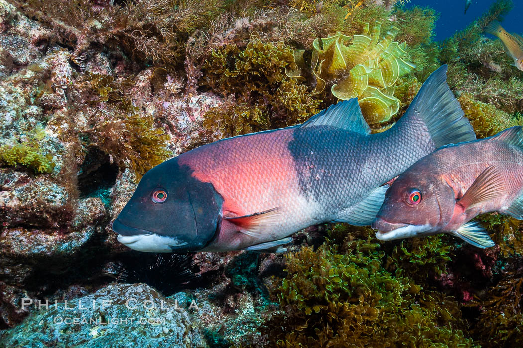 Sheephead wrasse, adult male coloration (a juvenile or female is partially seen to the right). Guadalupe Island (Isla Guadalupe), Baja California, Mexico, Semicossyphus pulcher, natural history stock photograph, photo id 09624