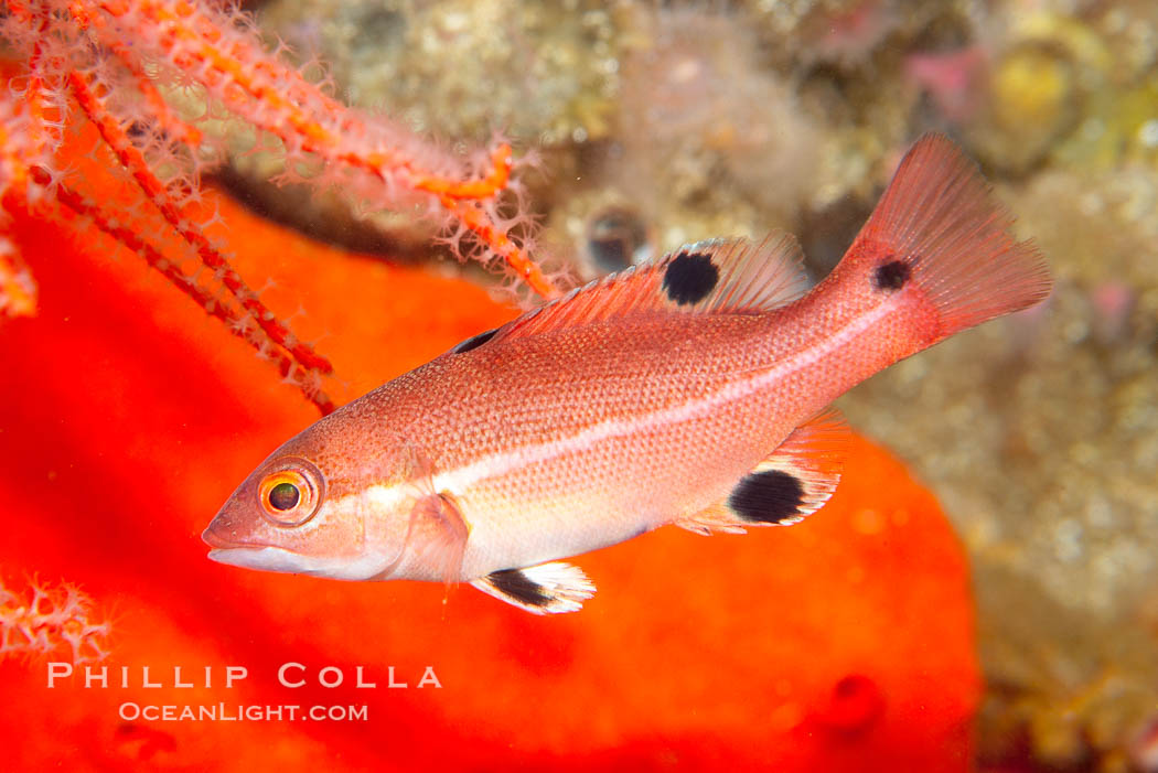 Juvenile sheephead wrasse., Semicossyphus pulcher, natural history stock photograph, photo id 14944