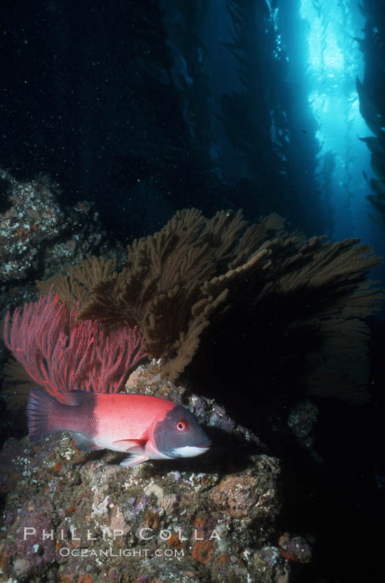 California sheephead and gorgonian amid kelp forest. San Clemente Island, USA, Semicossyphus pulcher, natural history stock photograph, photo id 04647