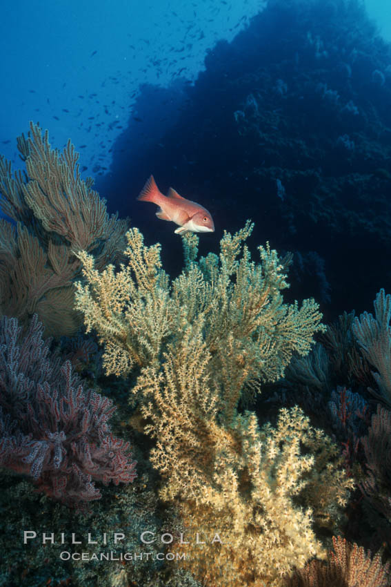 Juvenile sheephead swims above dead/dying brown gorgonian covered with yellow parasitic zoanthid anemones. Eagle Rock. Catalina Island, California, USA, Parazoanthus lucificum, Savalia lucifica, Semicossyphus pulcher, natural history stock photograph, photo id 07007