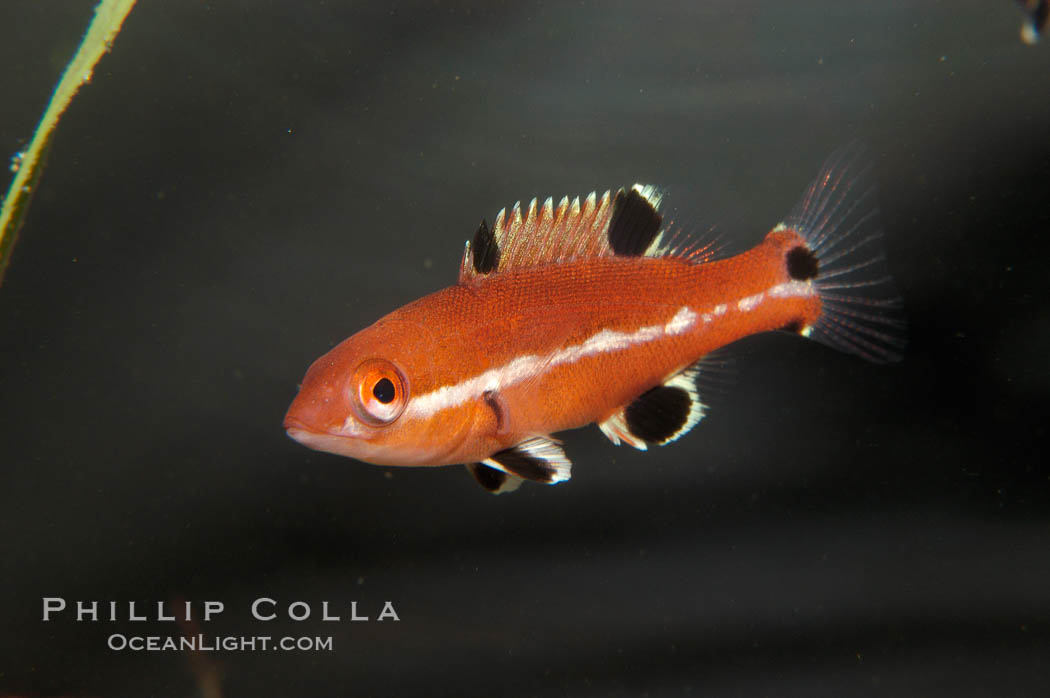 Juvenile sheephead wrasse., Semicossyphus pulcher, natural history stock photograph, photo id 08647