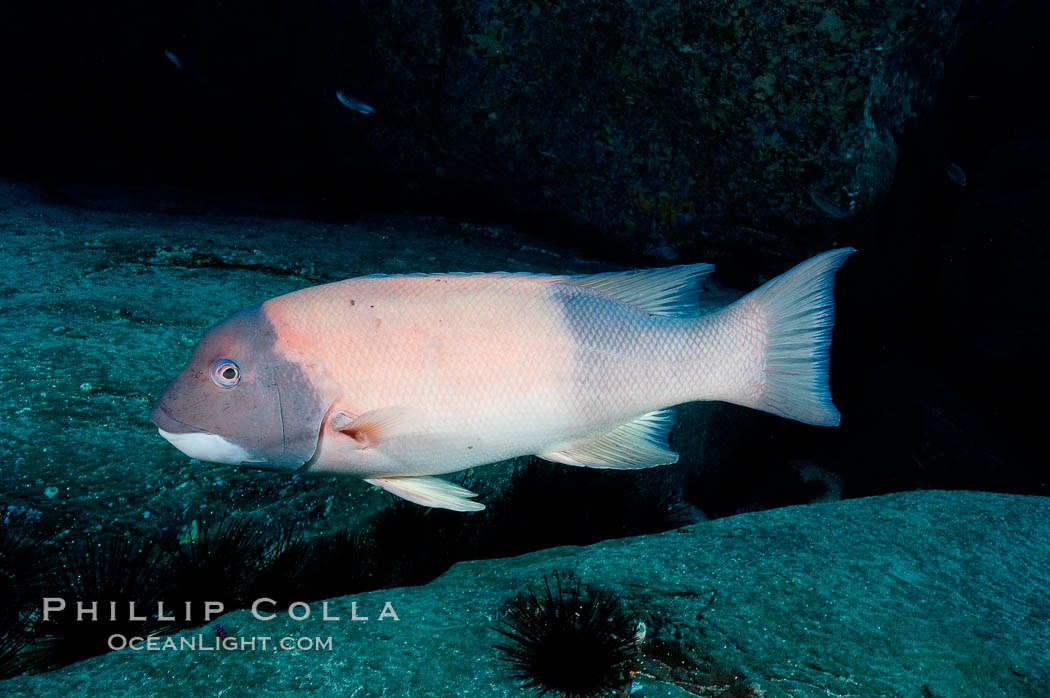 Sheephead wrasse, adult male coloration. Guadalupe Island (Isla Guadalupe), Baja California, Mexico, Semicossyphus pulcher, natural history stock photograph, photo id 09627