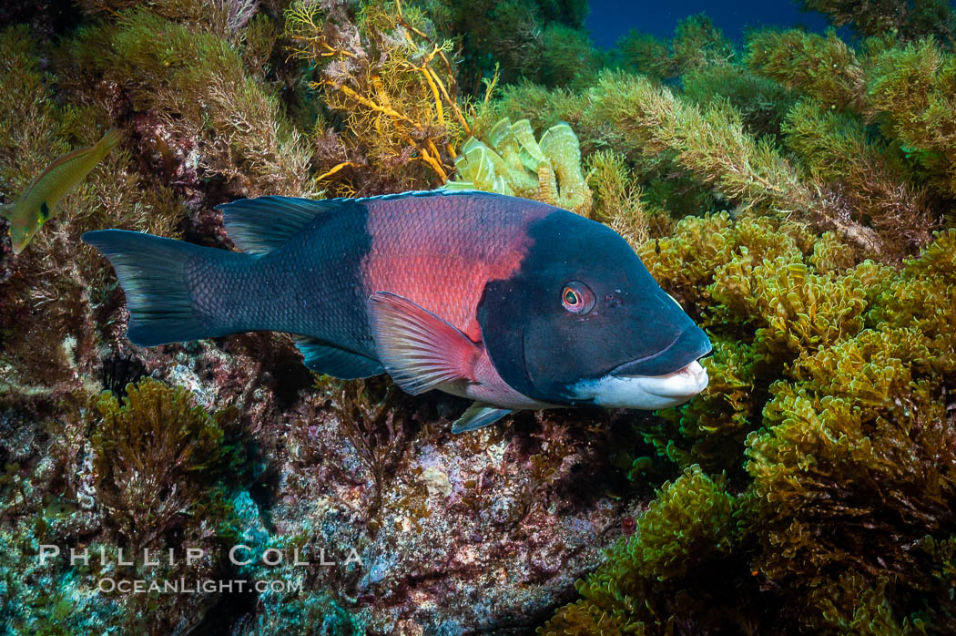 Sheephead wrasse, adult male coloration. Guadalupe Island (Isla Guadalupe), Baja California, Mexico, Semicossyphus pulcher, natural history stock photograph, photo id 09631